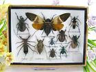 sehr schöne Insekten - mittlere Box - echt - Taxidermie - 3D - absolut schön m42