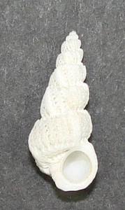 EPITONIUM PUMICEUM 18,78mm SUPER AUSWAHL SELTENES EXEMPLAR Antalya, Türkei - Bild 1 von 2