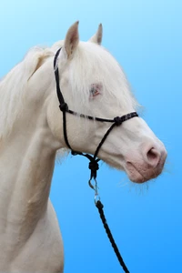 Libby's Knotted Pressure Halfter Pferd Pony Pferdehalfter Headcollar - Bild 1 von 2