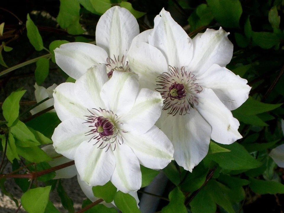 Clematis Miss Bateman - Planta viva en maceta de 4 pulgadas - Planta de inicio Foto 1 de 4