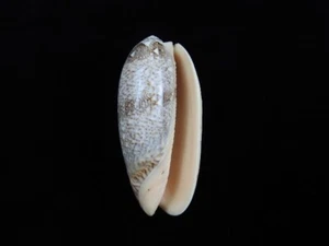 Sea Shell Oliva sericea 86,9 mm ID#8454 - Imagen 1 de 2
