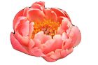 Peony Coral Sunset    Several Eyes These Are 2 Yo 4 Year Old Plants