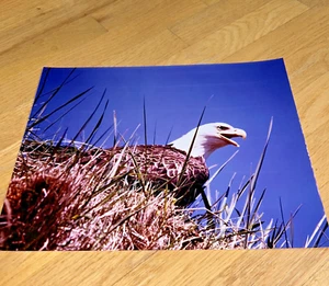 11"x 14" Farbfoto / Kodak Weißkopfseeadler - Bild 1 von 3