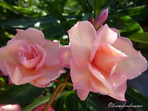 3 Oleander Stecklinge - Mrs Roeding / Rose du Ventoux - Bild 1 von 3