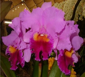 RFO Cattleya Drumbeat Heritage - Picture 1 of 4