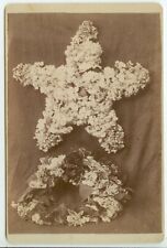 c1880s flowers made into a star or starfish shape Cabinet photo - Sabetha Kansas