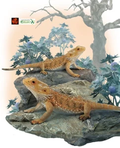 Bartagame Echse Reptil Spielzeug Modell Figur von CollectA 88567 Brandneu - Bild 1 von 5
