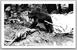 RPPC Washington Native Bear Cub Vintage Real Photo Postcard L9 - Picture 1 of 2