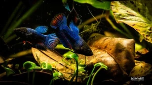 Home Raised Betta Splendens Florida USA Bred – Live Aquarium Fish – Planted Tank - Picture 1 of 7