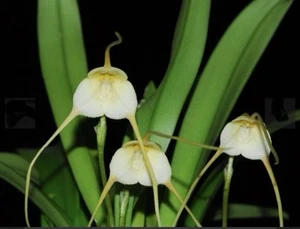 Dracula velutina xanthina Orchid Golden Species Bloom Size Division 1.5-2” Pot - Picture 1 of 7