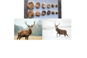 Genuine Scottish Red Deer ANTLER BUTTONS, each one is natural and unique. New - Picture 1 of 44