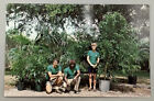 Okomo Foliage Inc Hollywood, Florida Vintage Postcard #163745