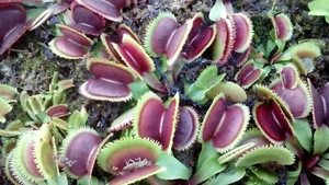 plantes carnivores Dionaea Sawtooth - Imagen 1 de 3