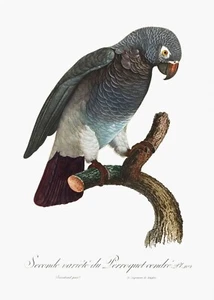 Plate No 102 African Grey Parrot History of Parrots by Francois Levaillant Repro - Picture 1 of 2
