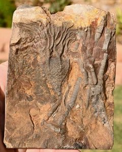 Ganz natürliche Silur Crinoid, Scyphocrinites, Erfoud, Marokko #4 - Bild 1 von 1