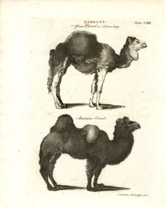 Dromedario y bactriano CAMEL, grabado antiguo impresión años 1790 - Imagen 1 de 3
