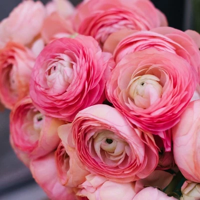 Fácil de cultivar Ranunculus rosa 10 bulbos de plantas, zonas de flores de primavera 8-10 Foto 1 de 4