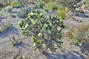 Cholla Cactus 'Colorado White" (C. imbricata) - COLD HARDY - Picture 1 of 6