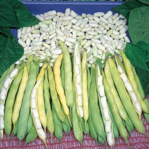 SEMILLA BLANCA DE FRIJOL CANELINO ENANO - 10 SEMILLAS - Imagen 1 de 1