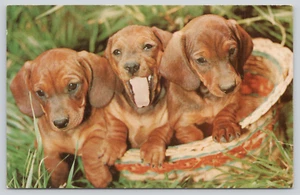 Cartolina simpatici cuccioli bassotto in cesto cane razza Canis lupus familiaris - Foto 1 di 2