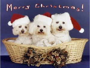 Pet Christmas Cards:Dog Bichon Frise Xmas Three - Picture 1 of 1