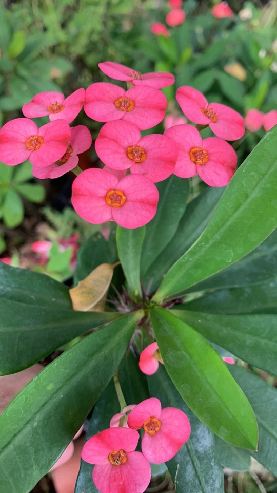 Fucshia Crown of Thorns Live Plant 7" Tall~Corona de Cristo~Euphorbia - Image 1 of 1