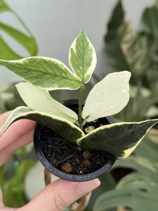 ✨Hoya Polyneura Variegated Albomarginata(Fishtail)✨~Established Indoor Plant🌿 - Picture 1 of 7