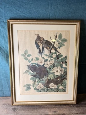 John James Audubon “Carolina Pigeon or Turtle Dove” Plate 17, MCM Reproduction - Image 1 of 4