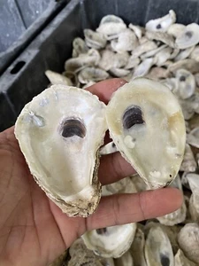 Oyster Shells Lot Of 50, Cleaned 2 Inch-4 Inch, Great for crafts or Docor!!! - Picture 1 of 1