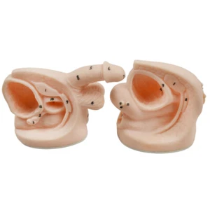 Male Female Catheter Anatomy Model Set Education Teaching Display Study Lab - Picture 1 of 7