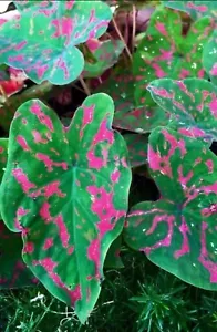 AUTHENTIC Caladium Poison Dart Frog 1 bulbs - Picture 1 of 6