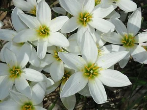 Rain Lily, Zephyranthes Candida Major wide cup-shape petals, 2 bulbs, habranthus - Picture 1 of 12