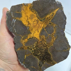 2lb 11oz Half 79-BED" THUNDER EGG, LAPIDARY CUT-UNPOLISHED - Picture 1 of 9