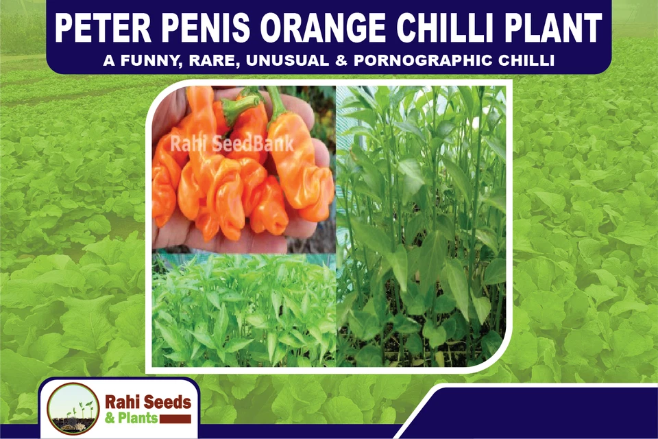 Peter Penis Orange Chilli Plant - A Funny, Rare, Unusual & Pornographic Chilli - Image 1 of 4