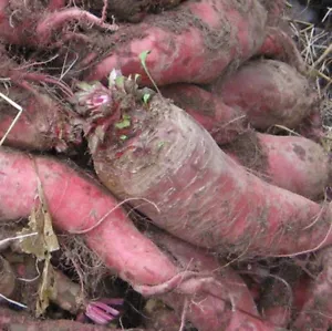 Mangel Wurzel - Mammoth Long Red - 100 / 500 Seeds - Beta Vulgaris - Picture 1 of 1