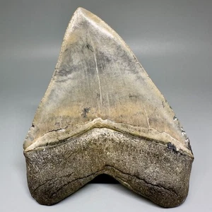 GORGEOUS Serrated 4.72" Fossil MEGALODON Shark Tooth - Heart Shape - Venice, FL - Picture 1 of 8