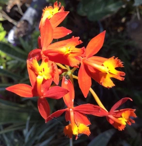 EPIDENDRUM Radicans CRUCIFIX ORCHID Sp. - STEM - RARE Collectors ON SPECIAL ! - Picture 1 of 6