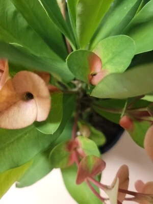 Euphorbia Milii Crown of Thorns Thai Hybrid  Unrooted  Corona No Raíces  - Image 1 of 4