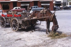 Barbados Caribbean carrello asino due ruote vecchie auto 1958 Kodachrome 35mm slide - Foto 1 di 1