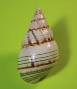 Caracol de caracol árbol LIGUUS fasciatus Florida - dohertyi 44,37 mm - bueno - Imagen 1 de 8