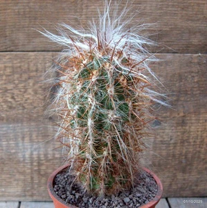 D6778 OROCEREUS TROLLII Topf 12-H17-B7 cm MaMa Kaktus - Bild 1 von 4