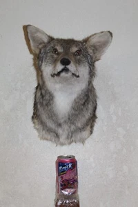 Coyote Head Mount Taxidermy Whitetail Deer Antler Mule Hunt - Picture 1 of 9