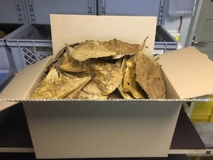 300gr saubere unbehandelte kräftige Seemandelbaumblätter Catappa Leaves NaturPur - Bild 1 von 1