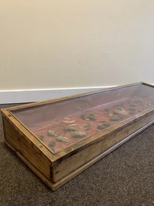 Antique Victorian Case of Beetle Specimen Entomology museum display cabinet  - Picture 1 of 17