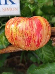 Tomate Hippie Zebra , 10 semillas (262) - Picture 1 of 1