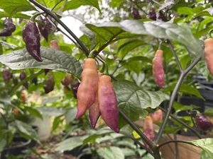10 PINK TIGER Pepper Seeds Spicy Super Hot - Picture 1 of 1