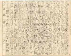 1843 OKEN LITHOGRAPH plant system: bark, bast, wood, root, stalk & leave plants - Picture 1 of 2