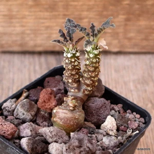 D4666 DORSTENIA GIGAS maceta 7-H6-W3 cm MaMa Cactus - Imagen 1 de 4