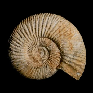 95MM Perisphinctes Ammonite Fossil Nautilus Madagascar Jurassic Age COA - Picture 1 of 9