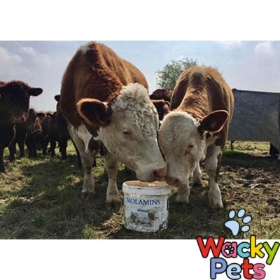 CATTLE LICK Dallas Keith Cattle Molamin Bucket 20kg Mineral Lick